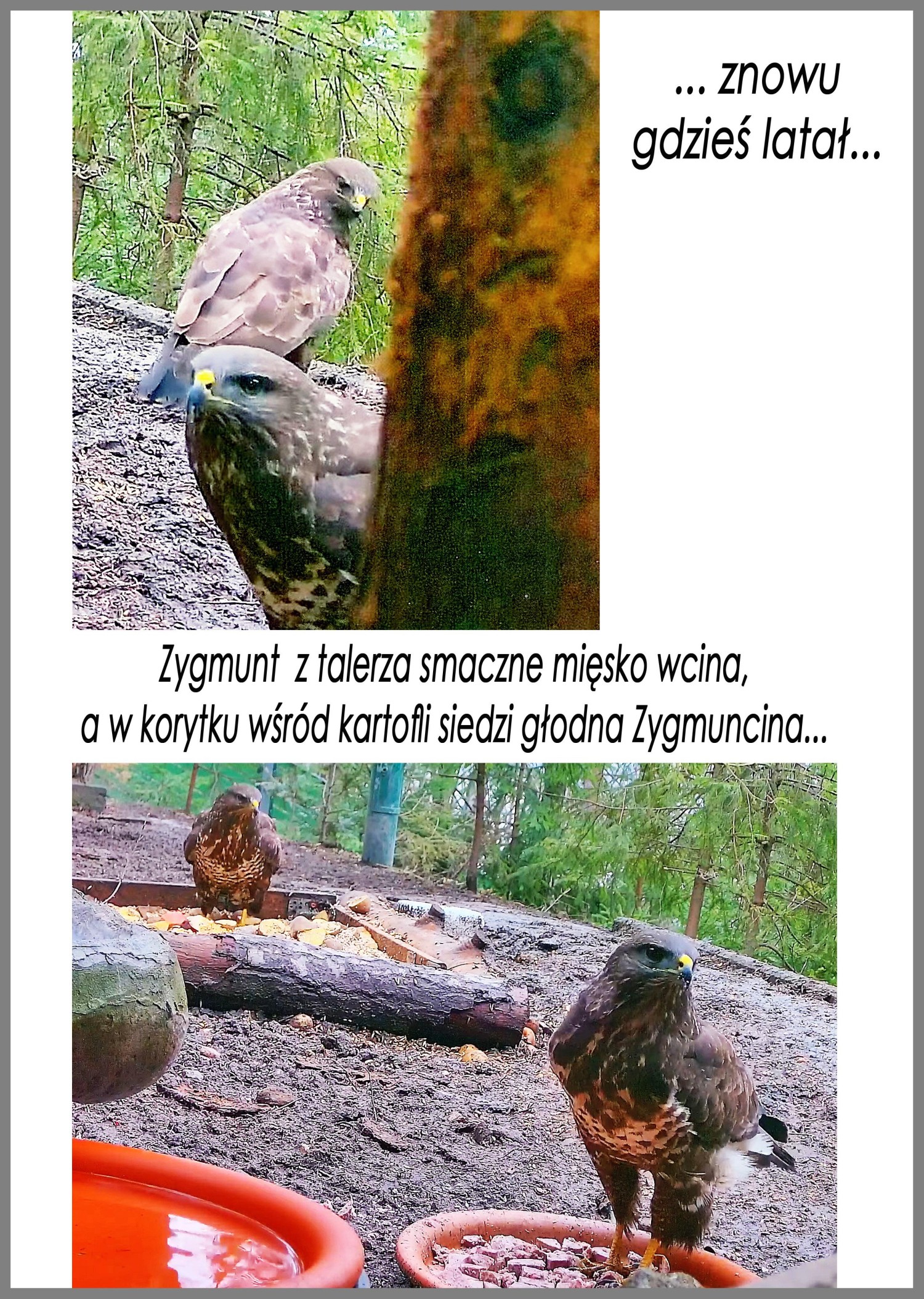 livebirdspoland_af041a7afa616a07168a8d40a8ad36a9.jpg