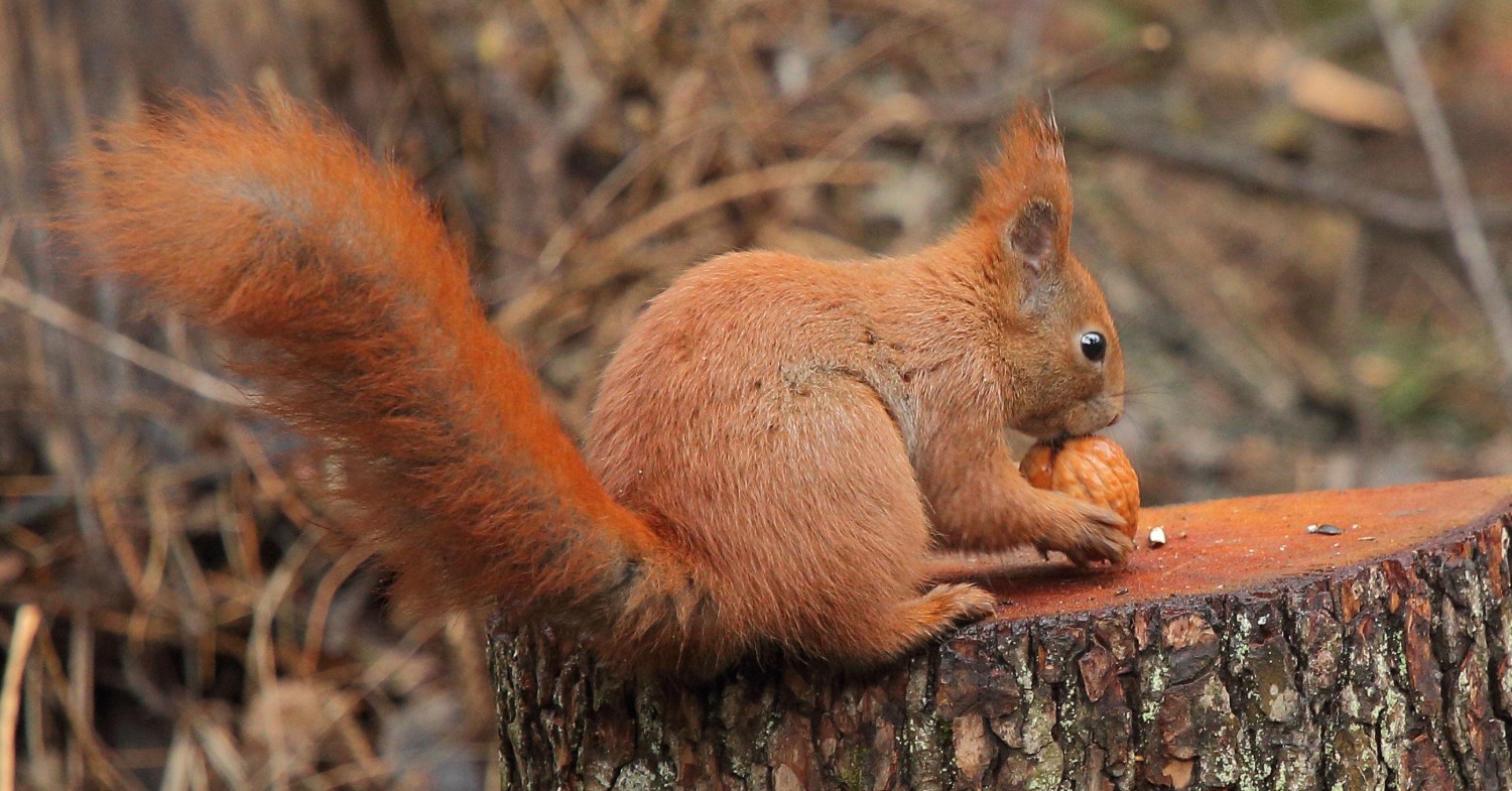 livebirdspoland_1a9b889e92c04f06dbd11ec470b558cb.jpg