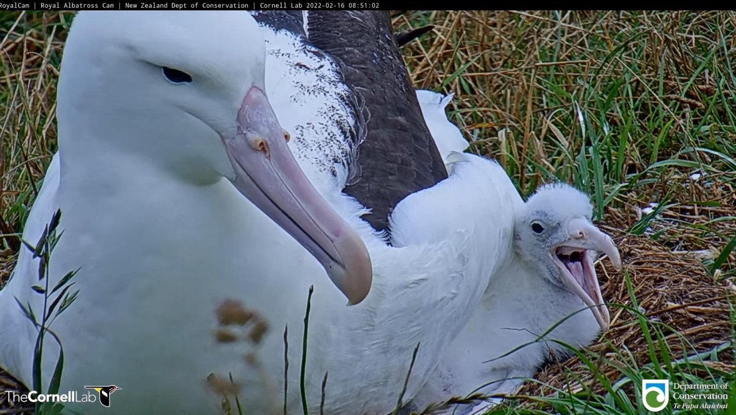 livebirdspoland_b4656a48c9bd39eabf48dc4dbd06fd07.jpg