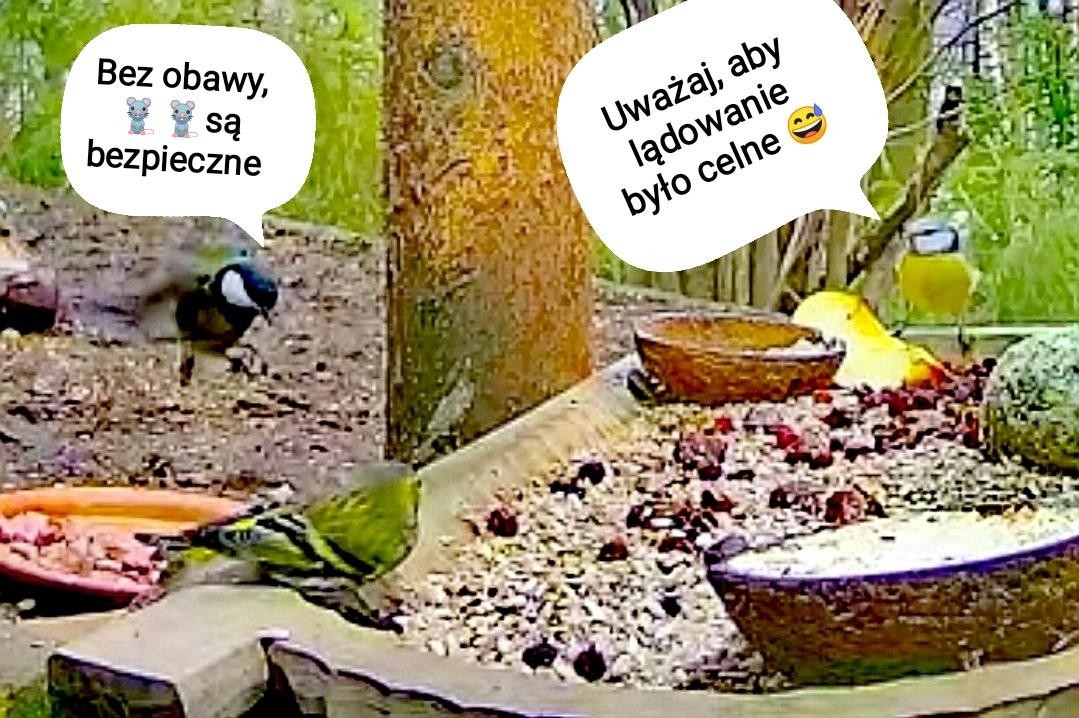 livebirdspoland_6bf8acb2d02030a7305911de184a0c39.jpg