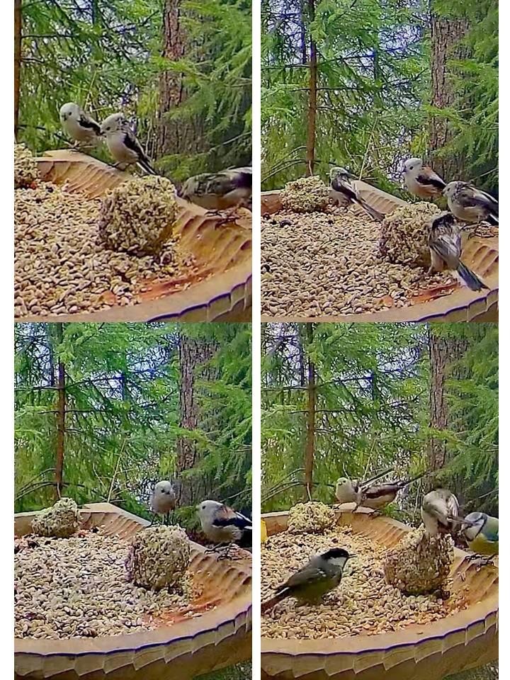livebirdspoland_160dd407907c98462133ac238ad8bde4.jpg