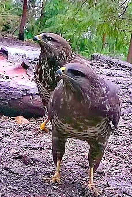 livebirdspoland_068e4b8fbb17727f57b74090c6681f9e.jpg