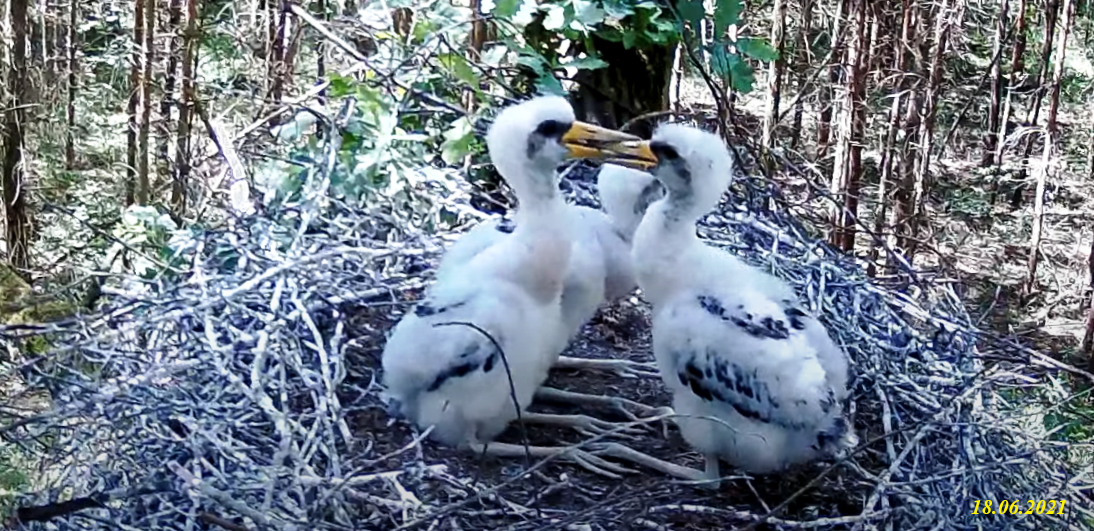 livebirdspoland_282e7c5459770b7ff1e32a712705687c.png