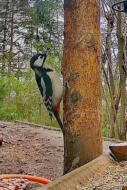 livebirdspoland_8719142942897c79b48a2b41587623af.jpg