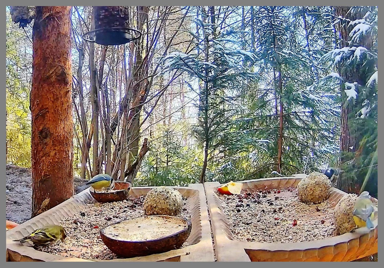 livebirdspoland_32eb861bac476726e2bcb9dbfc6541ca.jpg