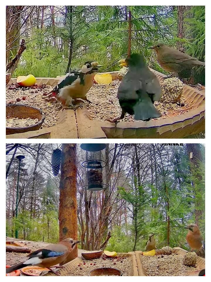 livebirdspoland_e3755b0d09859e123459828ff134ebae.jpg