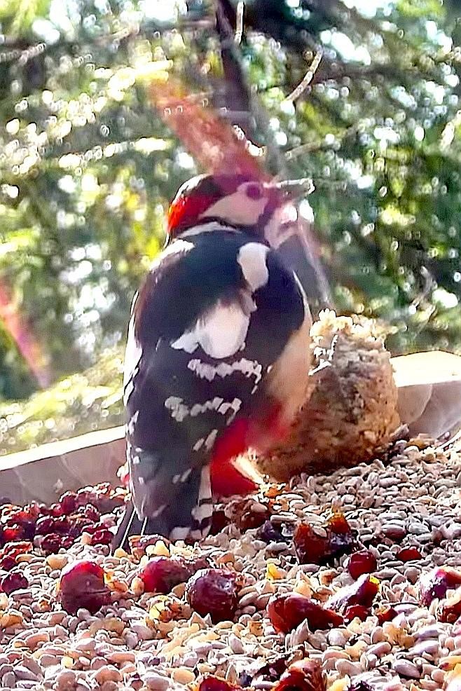 livebirdspoland_b51c4084c48f6a88e82de12112df9520.jpg