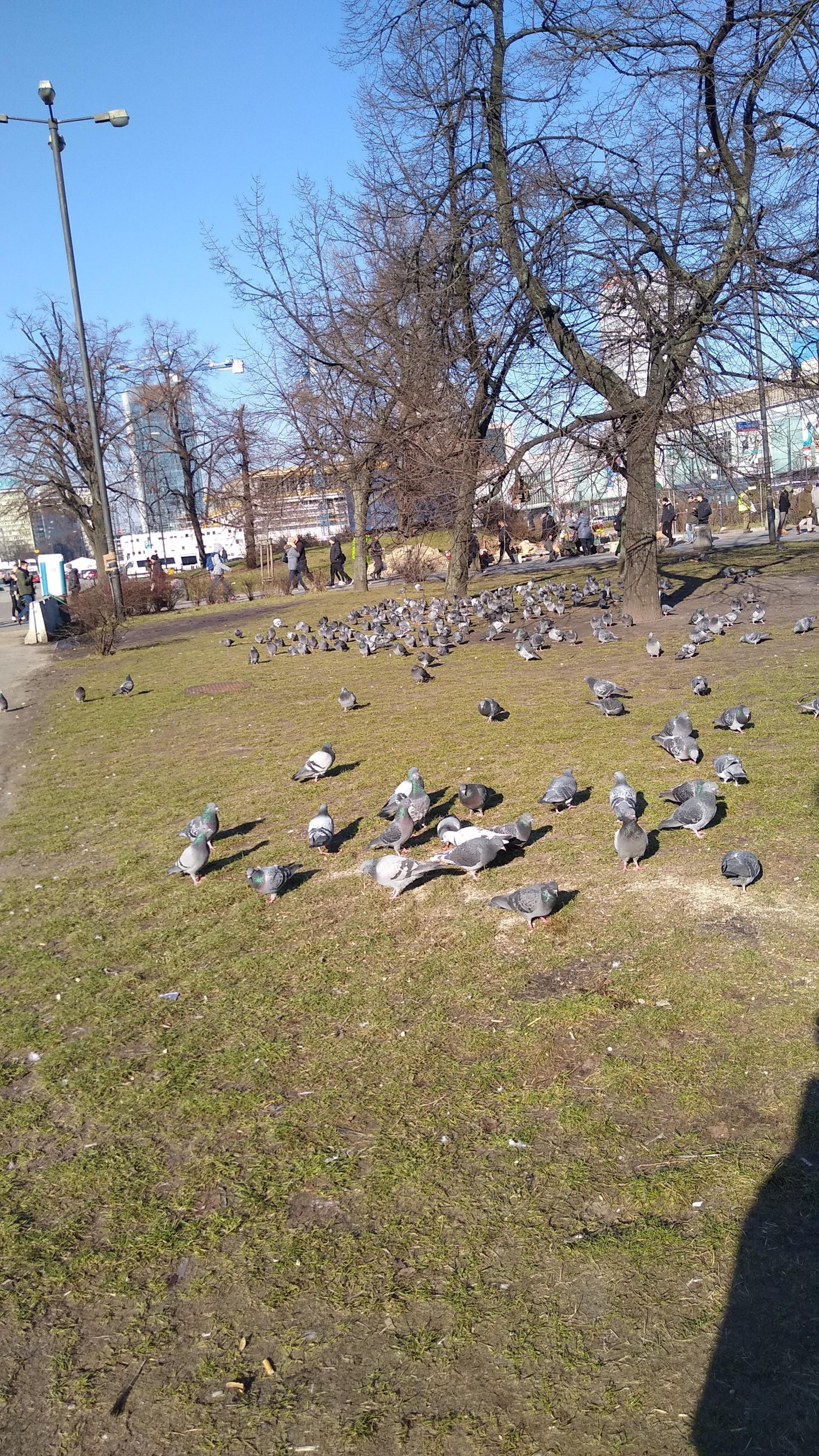 livebirdspoland_633753a14715c01a013140d2091178ea.jpg