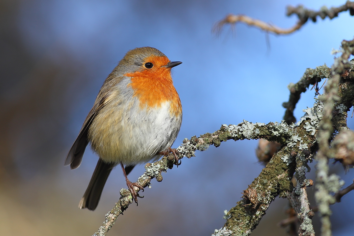 livebirdspoland_4ef47a9e313c7eb102bd90bf4ad96914.png