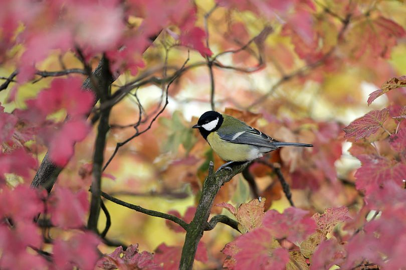 livebirdspoland_2e22403eeba5afb78564916f353a02bd.png