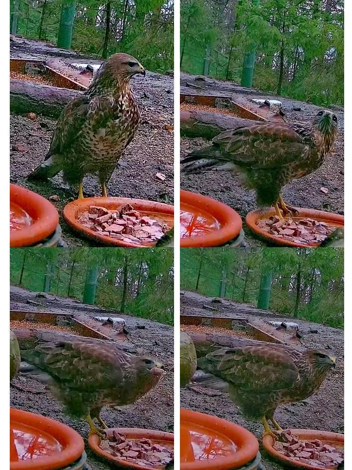 livebirdspoland_0f796428cbab67c3321fa368d9ee18d6.jpg