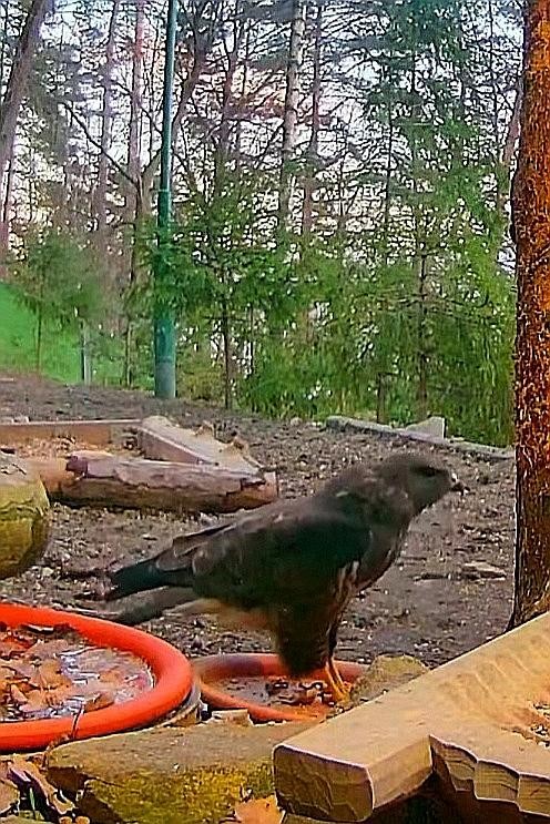 livebirdspoland_693898be024e133e5dddf66ab3b3fe52.jpg