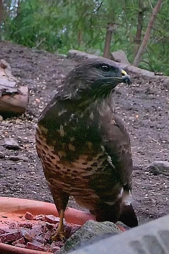 livebirdspoland_7cc5bd0060adc49acdb8cf56fa91f6bb.jpg