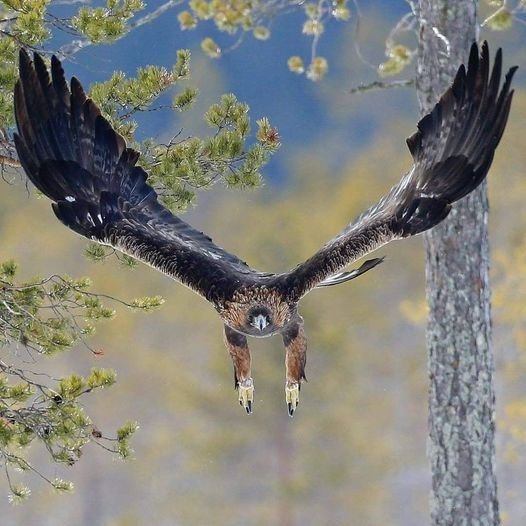 livebirdspoland_260a80576fdf7a41ae9234aa21340b3f.png