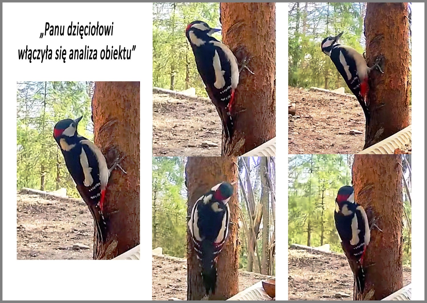livebirdspoland_f1a00f85920ea4203cae00372a0eb99c.jpg