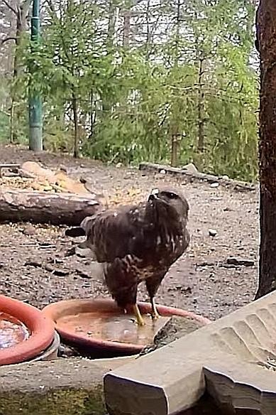 livebirdspoland_e14001b02824dab853c00f8f507d184b.jpg