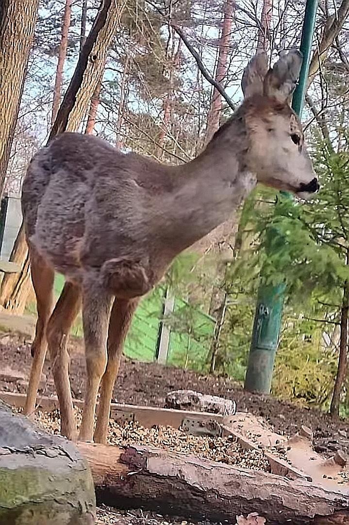 livebirdspoland_0641ca4a3d070386787901c079cb30df.jpg