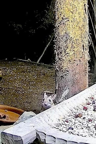 livebirdspoland_fd944d568b2f112ed3b7177d41613d78.jpg
