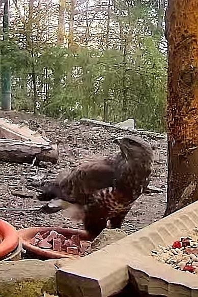 livebirdspoland_0131e761e23f4259f845d6ea14ed6848.jpg
