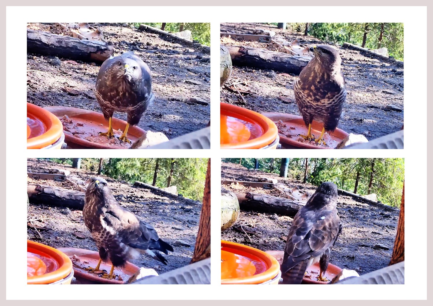 livebirdspoland_10c8b372e77da852d7a73e582957c202.jpg