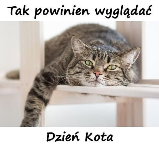 livebirdspoland_6dbed3dbaa338da7f5dde2c977dcfc97.png