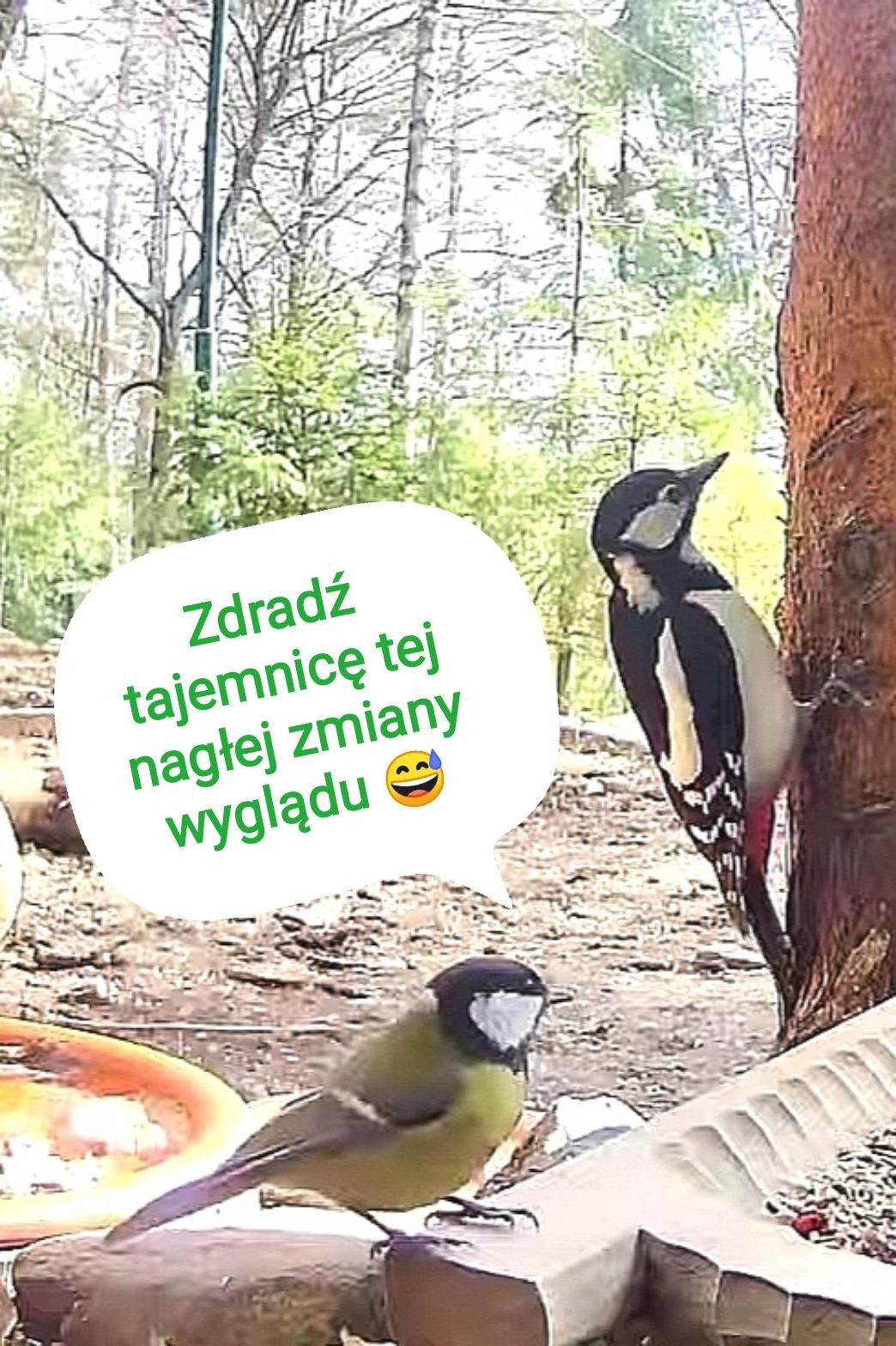 livebirdspoland_bc525f22483003a2cd71a1cd2bde513f.jpg