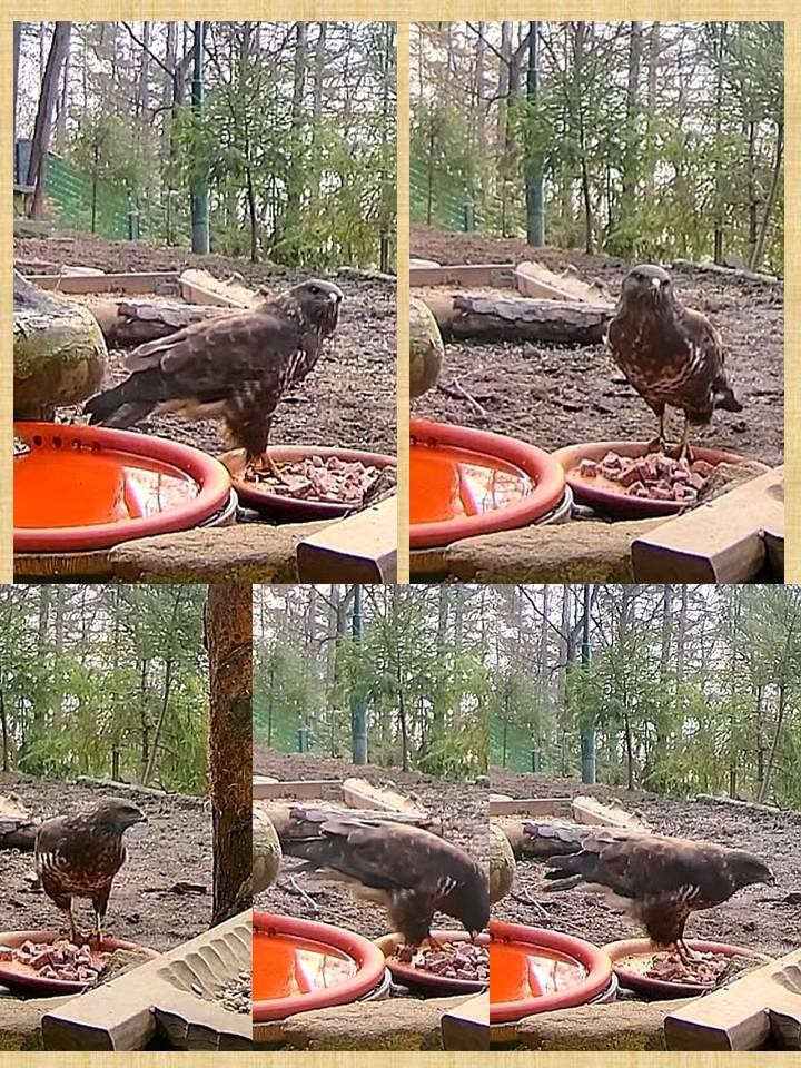 livebirdspoland_9b8653726a1198a341914eaf493a668b.jpg