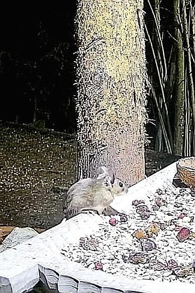 livebirdspoland_2837974680818ffa5977777247785d7b.jpg