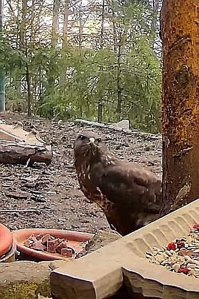 livebirdspoland_f67c488f76f171f509bfcbe098e1c491.jpg