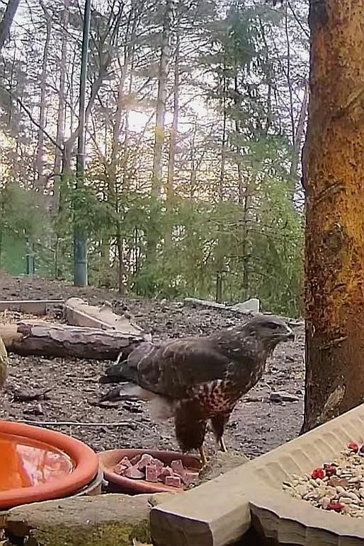 livebirdspoland_7090df76ac1100274dcfeebb8cf08374.jpg
