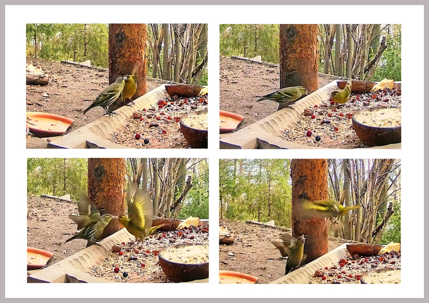 livebirdspoland_0ce12716b4f6f9c7831e471bf4c018aa.jpg