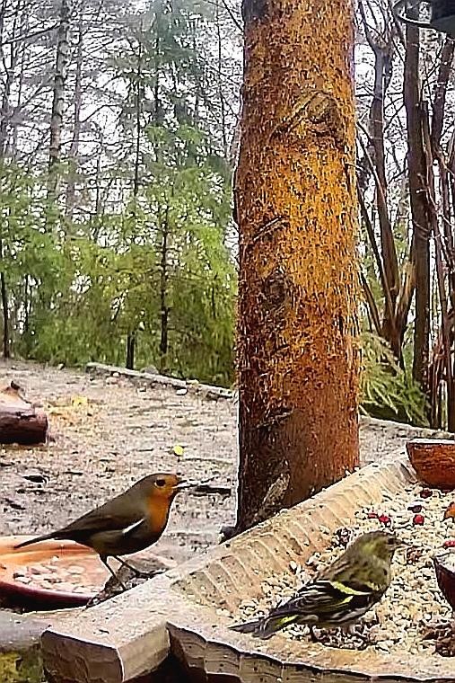 livebirdspoland_d8b78d9327bf8a52909174e8b8e8beb6.jpg