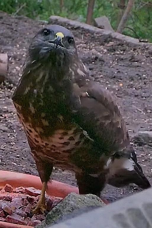 livebirdspoland_4a7742caff6fe4b69c883610b061fd09.jpg