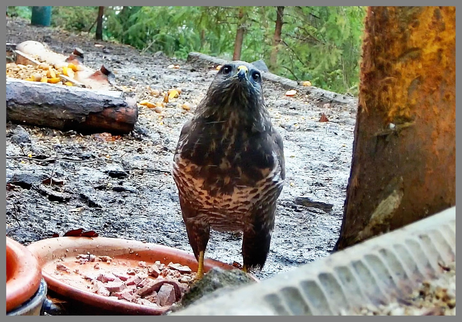 livebirdspoland_e9541a0877abf8f0ac0b0bf15519bbf7.jpg