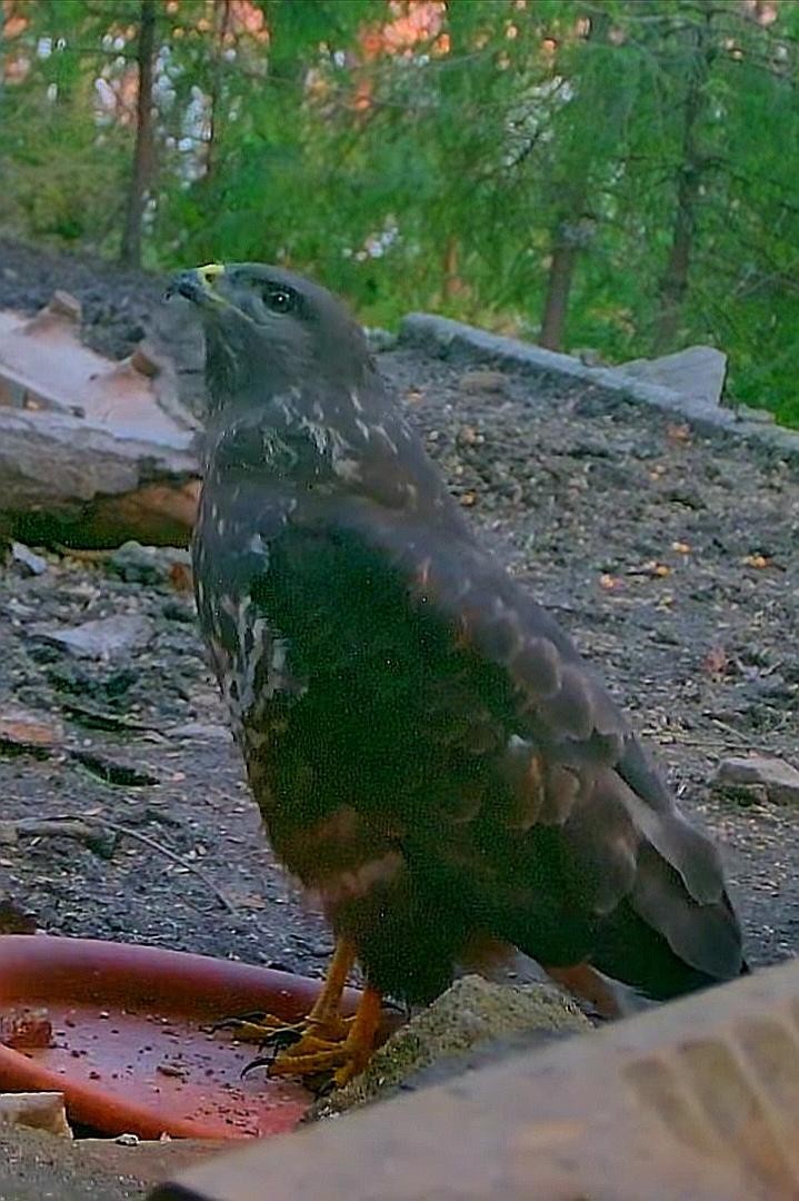livebirdspoland_cb1ab0bbd962fdc148fb1f9a96d4e730.jpg