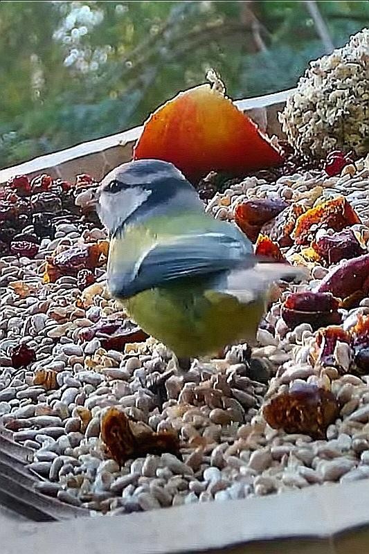 livebirdspoland_897736310f7260fb48994339e8825f79.jpg