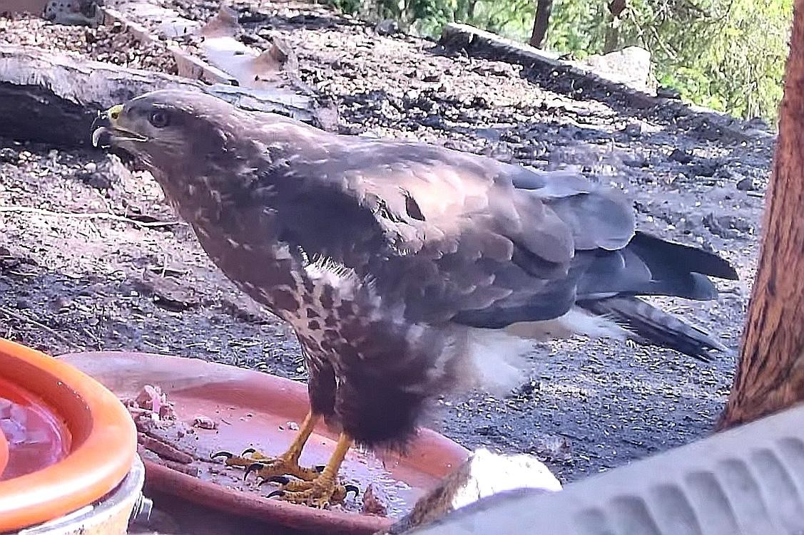 livebirdspoland_d752089e0f20c7d8002fd69f7b24e0f0.jpg