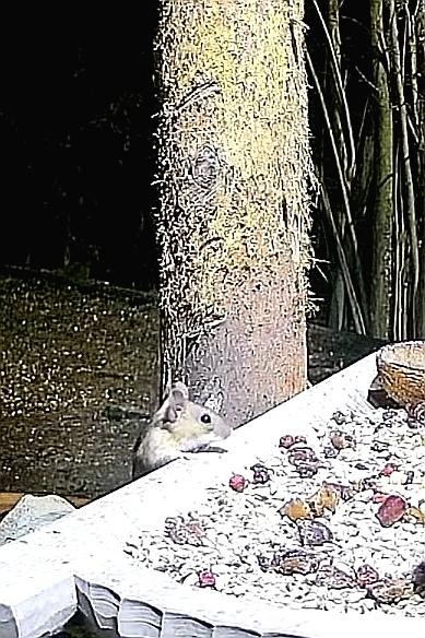 livebirdspoland_b4146a1fe9705083a33893c474056a30.jpg