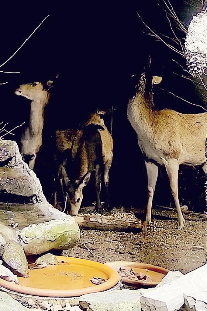 livebirdspoland_f3666a0529aa41530cbf7971c679ec3f.jpg