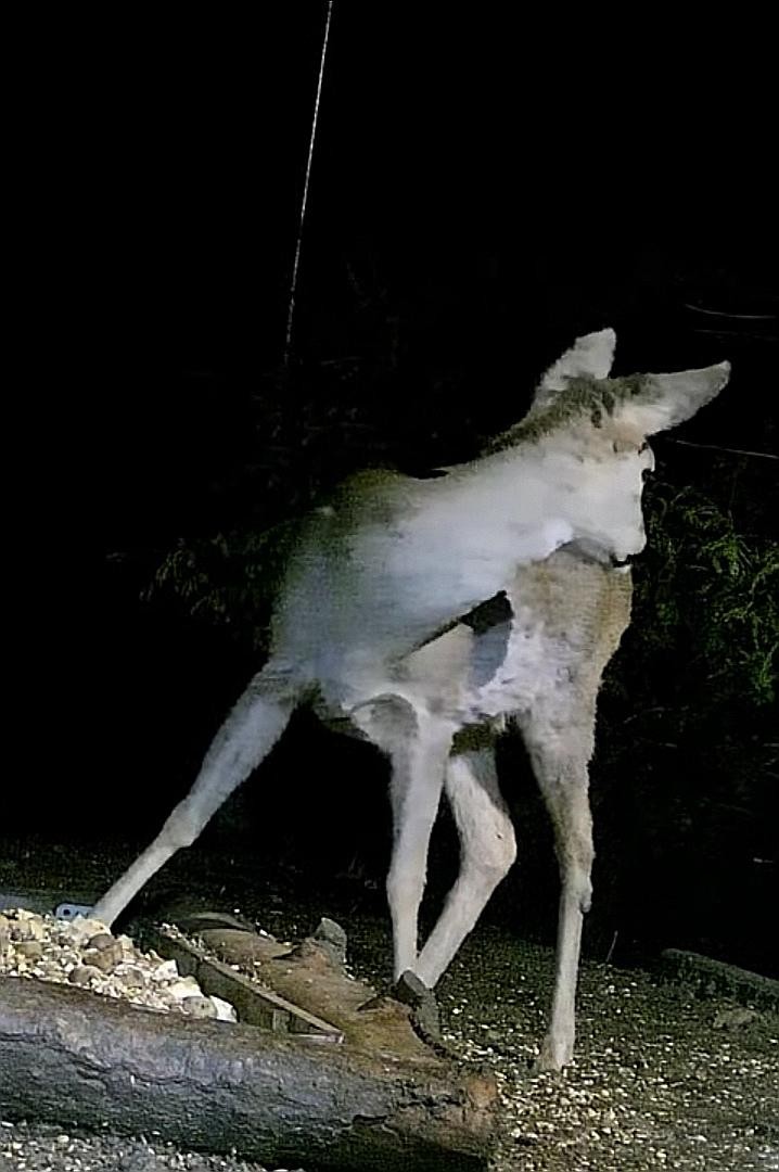 livebirdspoland_089c19db9b8f28f8190892bcef695cb7.jpg