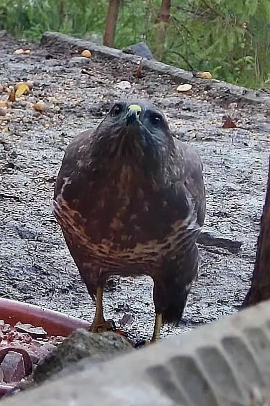livebirdspoland_549c4fb68016939fc1fa971d2e36054a.jpg