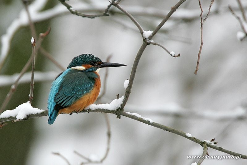 livebirdspoland_0de97f424c63f03d41f82dc881aa916d.png