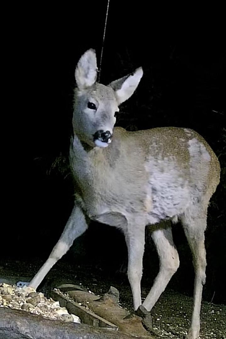 livebirdspoland_c536cff9e1d8aa9997dfb3dd75ce6aea.jpg