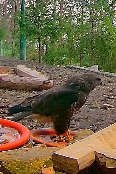 livebirdspoland_0c5b7a209cb4e2d0919e413bcda52422.jpg