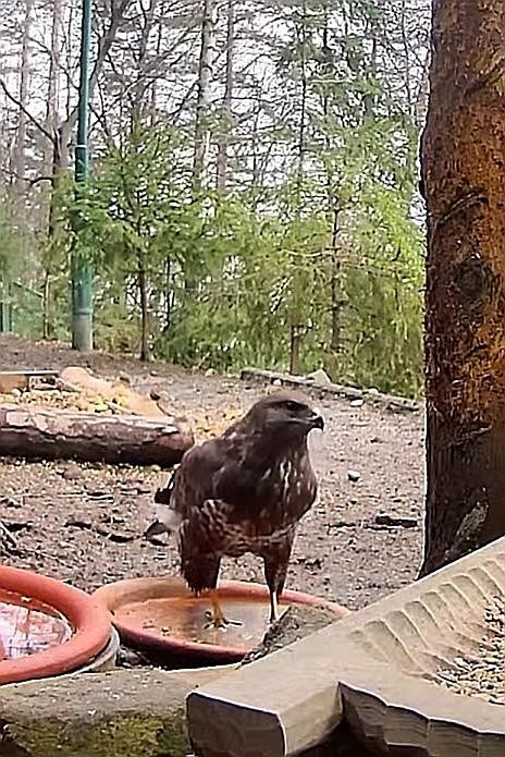 livebirdspoland_76c77d397c47528d9906a65916be5a0b.jpg