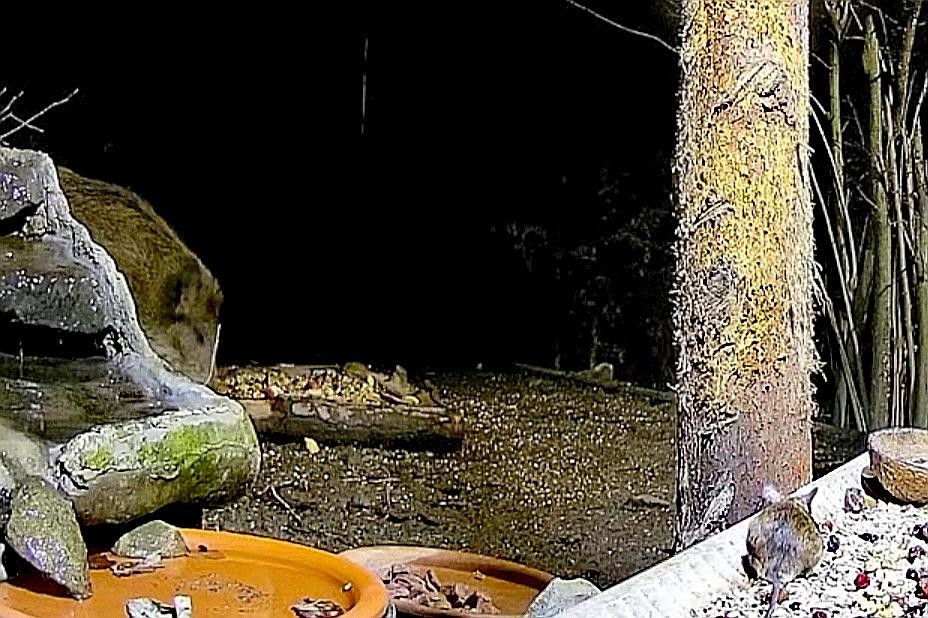 livebirdspoland_c454a32818c6e3099ac1af2e08f856fc.jpg