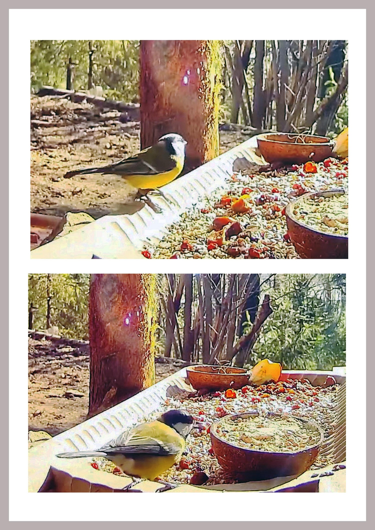 livebirdspoland_0e6603eedc7798cc7c402f7ea7352f76.jpg