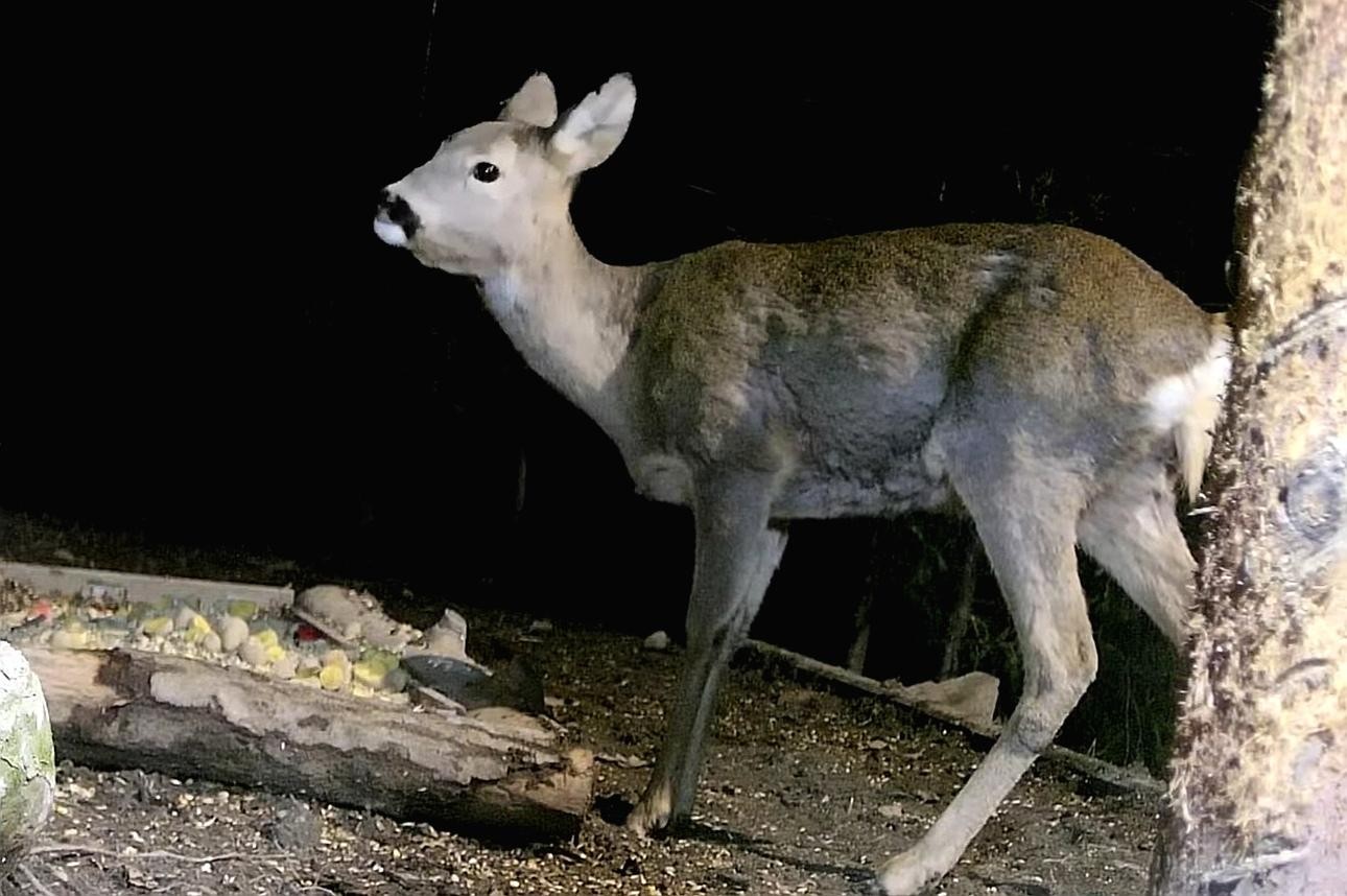 livebirdspoland_2d180d64fd40f2a26001ca1543495ca6.jpg