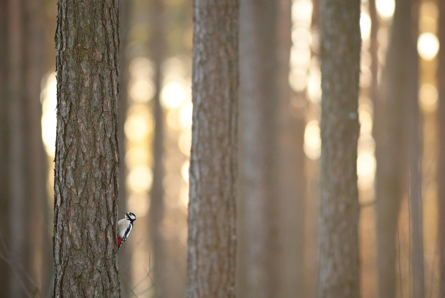 livebirdspoland_1d5e086dfa2e9243909888f2512d0a14.jpg