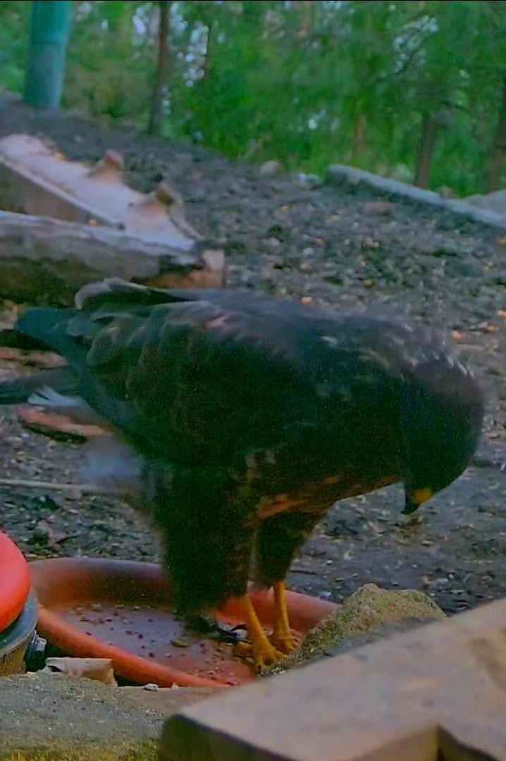 livebirdspoland_c0ba0f20d6e194584639b42d70c4d3a0.jpg